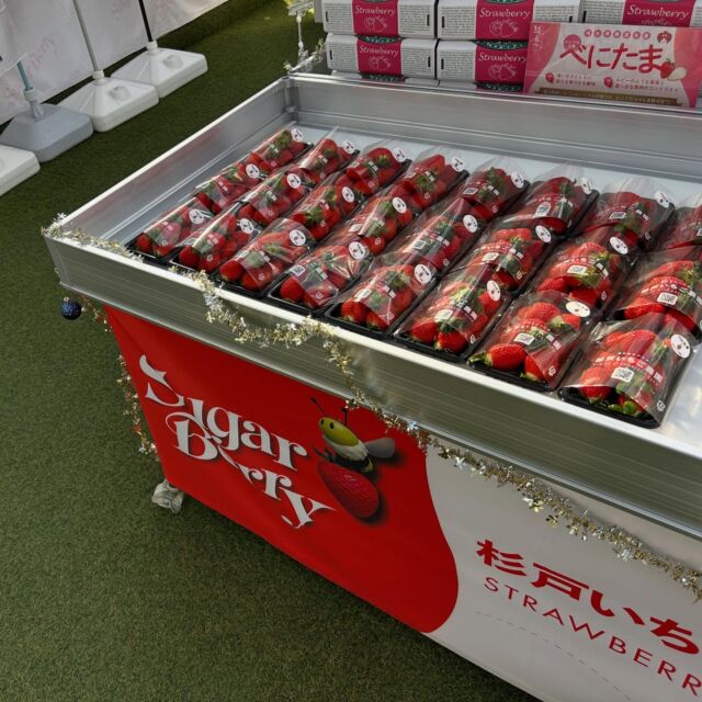 いつも杉戸いちご農園をご利用いただきありがとうございます🍓💕
今年の営業が終了いたしました！
2026年も杉戸いちご農園をよろしくお願いいたします。
年始は1/3から営業開始です！ぜひ皆様のご来園をお待ちしております🍓

ご予約はじゃらんサイト、お電話で受け付けております。
直売も行っておりますのでいちごのパックの購入のみも大歓迎です🍓✨

#🍓
#いちご
#いちご狩り
#strawberry
#杉戸いちご農園