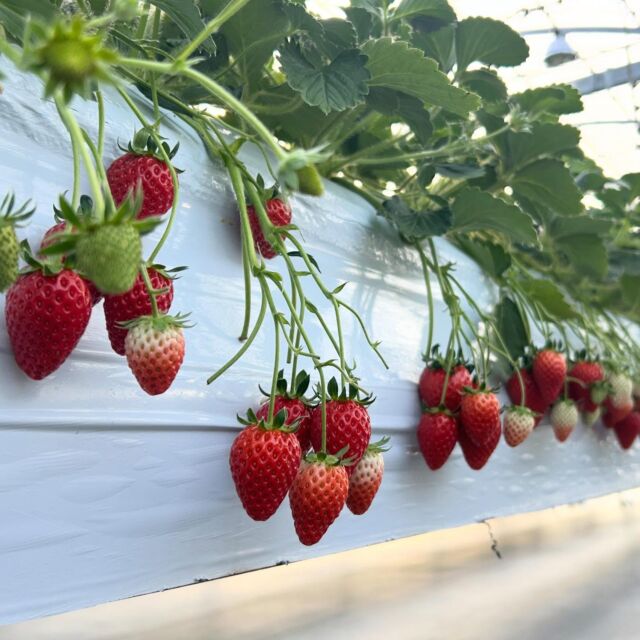 【緊急告知】

1/28（水）限定‼️
収穫量多めのため、
明日はいちごの販売価格を下げます🍓💕

お得にいちごを購入できるチャンスです💕
多数のパックを用意して皆様をお待ちしております🧑‍🌾
ぜひご来園ください🍓
※いちご狩り料金の変更はありません

杉戸いちご農園

#いちご直売
#いちご
#埼玉いちご狩り
#🍓
#セール