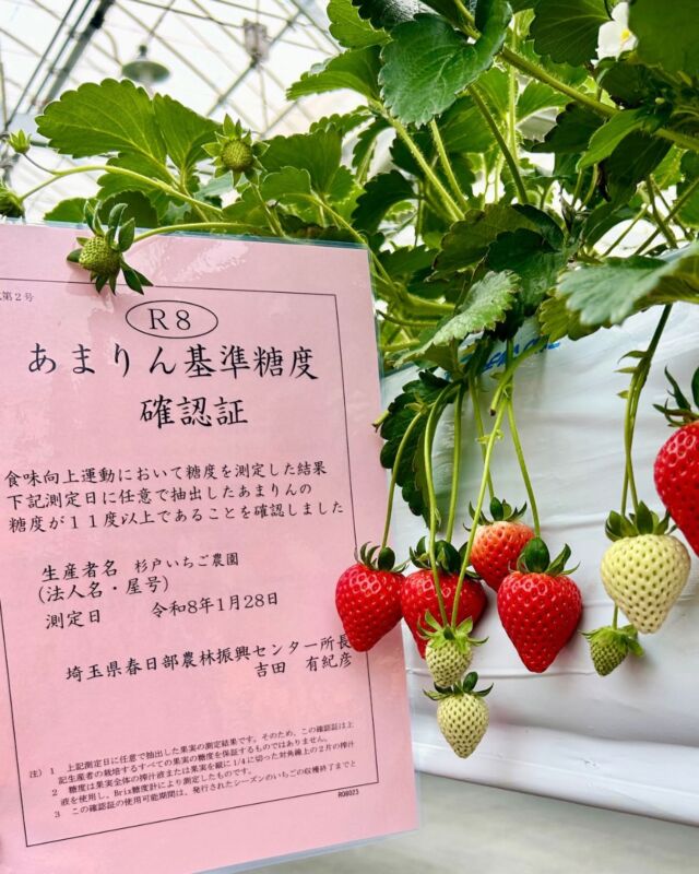 《お知らせ📢》
いつもご利用いただきありがとうございます🍓

杉戸いちご農園は【あまりん基準糖度確認証】
が交付されました✨✨

これからも心を込めていちごの栽培をしていきます。
ぜひご来園お待ちしております💕

#杉戸いちご農園 
#いちご狩り
#埼玉いちご狩り 
#いちご
#いちご直売