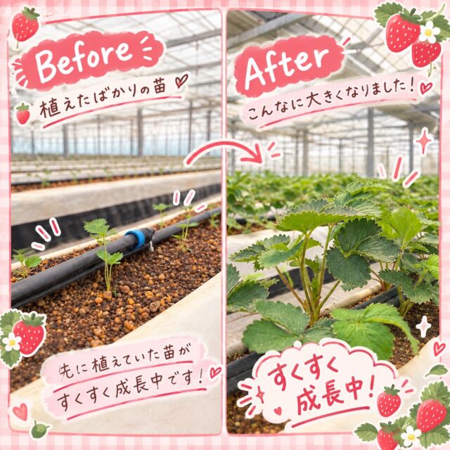 こんにちは🌞杉戸いちご農園です！

先に植えてあった、小指サイズのプラグ苗の《よつぼし》がこんなに大きくなりました💫
冬、大きくて、真っ赤な、おいしいいちごが実りますように！🍓
私たち農園スタッフは、みなさまに美味しいいちごを届けられるよう、毎日がんばってます😚
ぜひ今年もご来園お待ちしております🌸

#杉戸いちご農園
#いちご
#いちご狩り
#定植
#農業女子