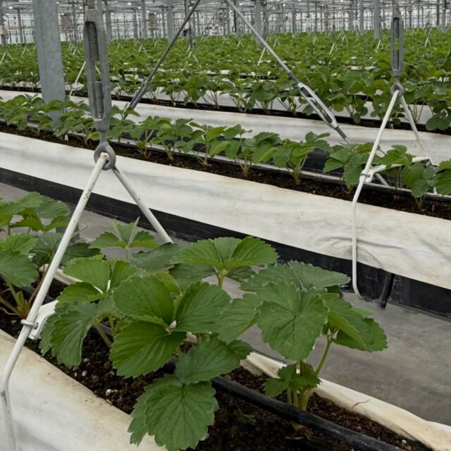 残り5000本🌱

約70000本の苗の定植が、残りわずかとなってきました🍓

今年は涼しく作業がしやすいです😚

お客様をたくさんのいちごでお迎えするために、スタッフ一同頑張っております💪

また成長の様子をあげていきますので、
ぜひフォローお願いいたします🙇

#杉戸いちご農園
#いちご
#いちご狩り
#定植
#苗