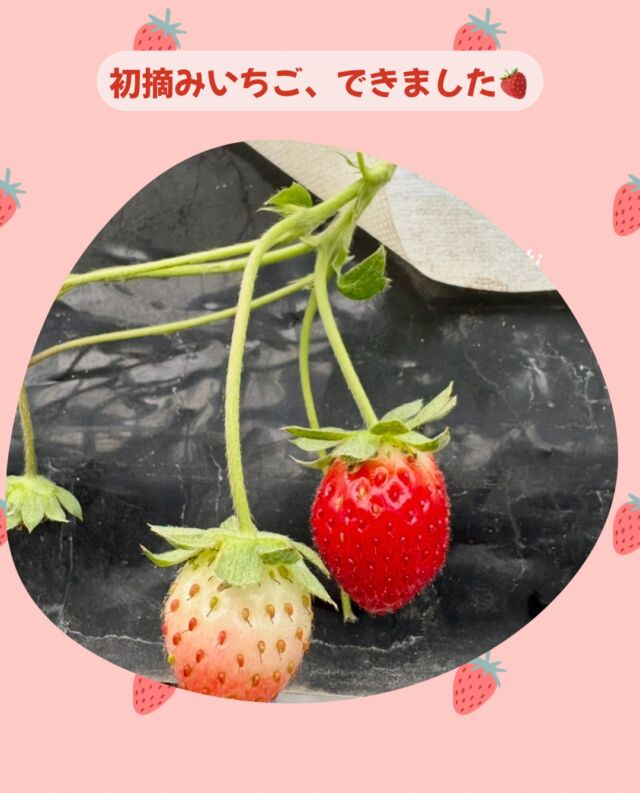 ちょっとだけいちごが採れました😊🍓ˊ˗
⁡
⁡
#杉戸いちご農園
#いちご狩り
#けずりいちご
#いちご販売
#キッチンカー