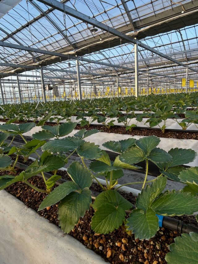 🍓 いちごの苗の管理 🌱

元気ないちごに育つよう、毎日苗の状態を確認しながら、丁寧にお手入れを行っています。

日々の小さな変化にも気を配り、一株一株大切に管理しています。

これからも健やかな成長を見守りながら、おいしいいちごをお届けできるよう大切に育てていきます🍓✨

#いちご狩り
#いちご
#いちご栽培
#栽培
#いちご農家