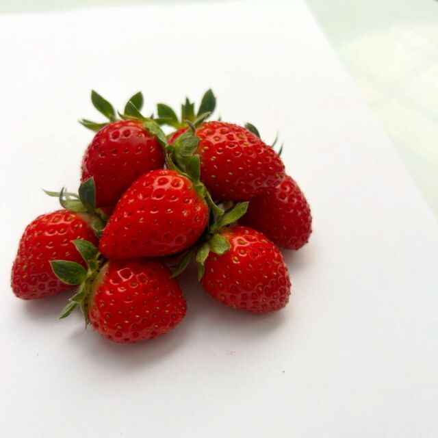 少しずつ、赤く色づくいちごたち🍓🌿

今日の小さな収穫に、ほっこり♡

#杉戸いちご農園
#いちご狩り
#いちご
#🍓
#いちご収穫